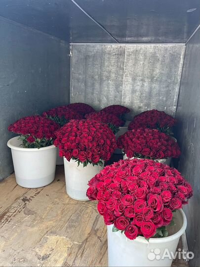 Розы в оптом