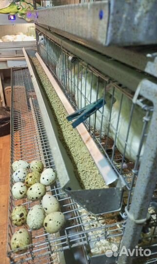 Клетки для перепелов бу