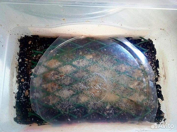 Корма(разные)для всех видов аквариумных обитателей