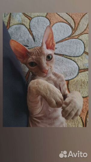 Донской сфинкс