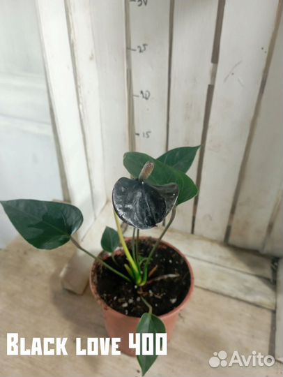 Комнатные цветы растение Антуриум Блэк лав