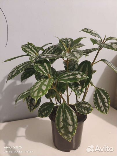 Пилея Кадье