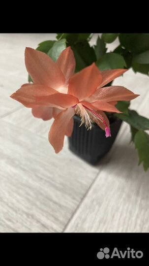 Декабристы шлюмбергера сортовые