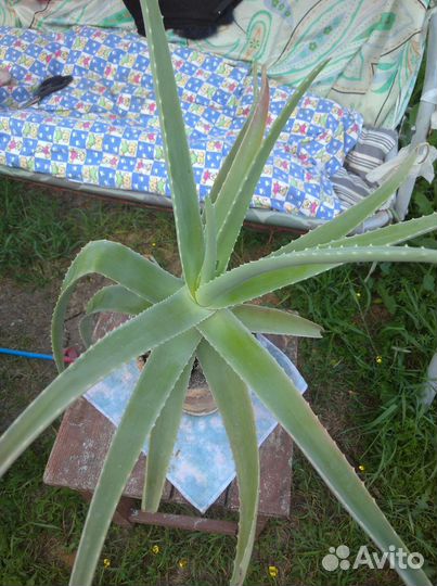 Алоэ восьмилетний