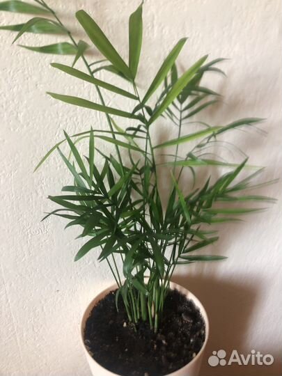 Пальмы. Фикусы. Молочаи