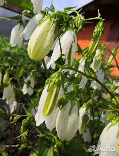 Колокольчик садовый