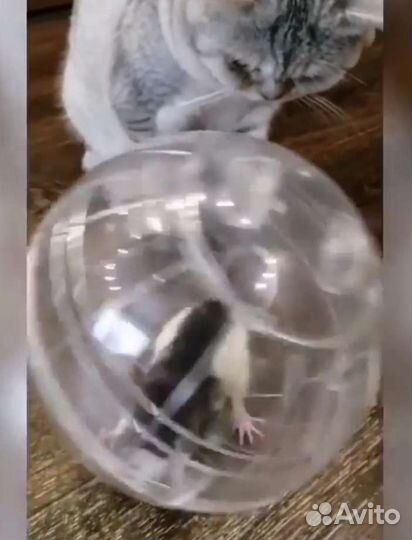 Шар прогулочный, шлейка