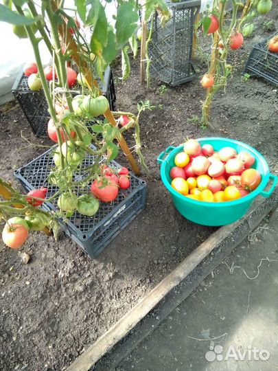 Вкуснейшие домашние заготовки