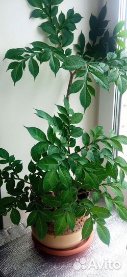 Аморфофаллус