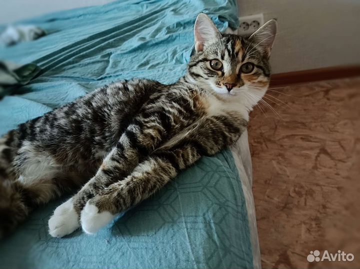 Домашний котенок