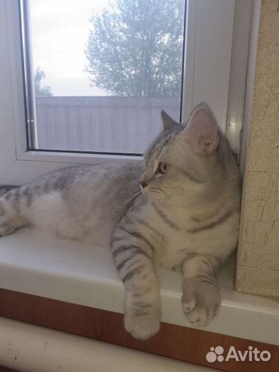 Шотландский кот вязка