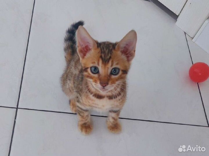 Бенгальские котята