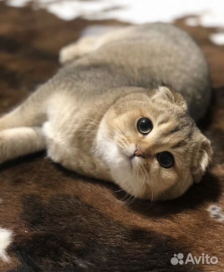 Котята британская золотая шиншилла