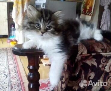 Сибирские котята