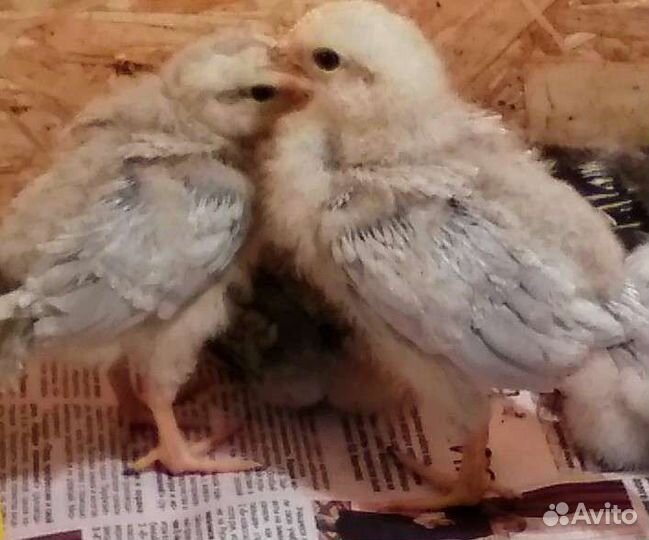 Леггорн изабелла