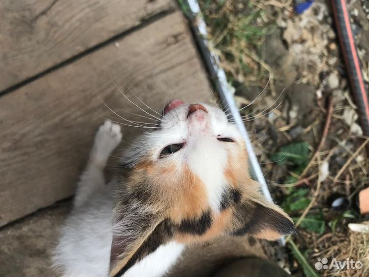 Котята в добрые руки девочки