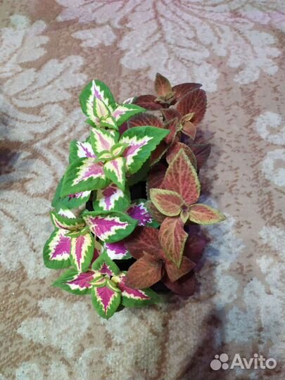 Рассада колеуса