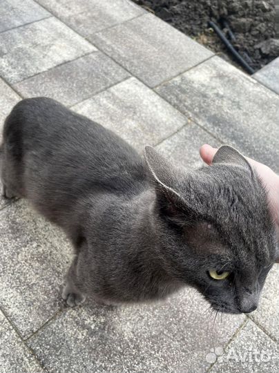 Тротуарная плитка цветная