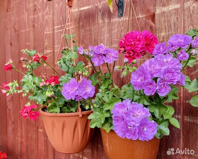 Пеларгонии