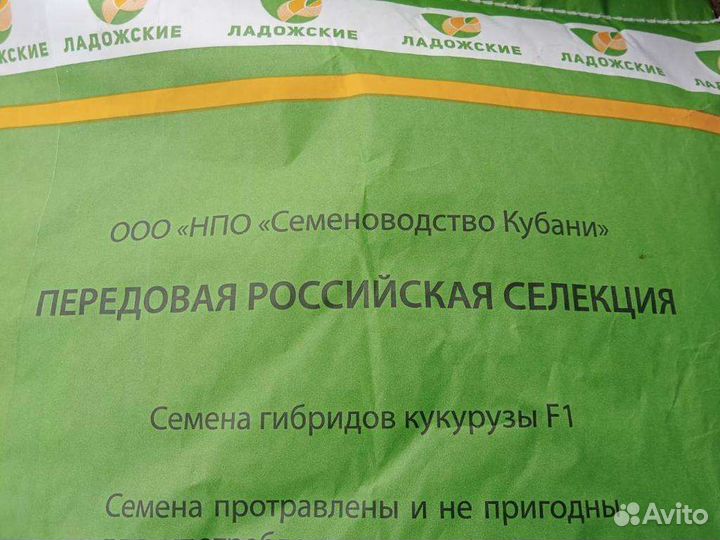 Кукуруза зерно