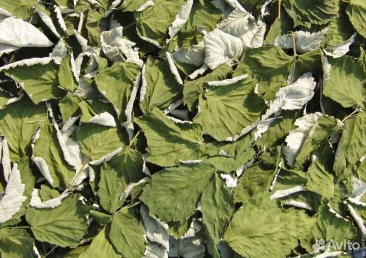 Листья малины чай