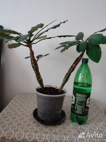 Фикус, молочай