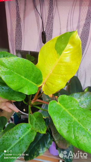 Филодендрон Ло споттед