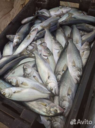 Рыба,Мидии,Устрицы