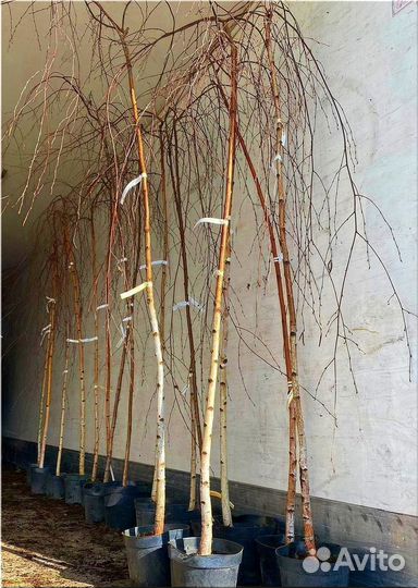 Береза Юнги на штамбе / доставка