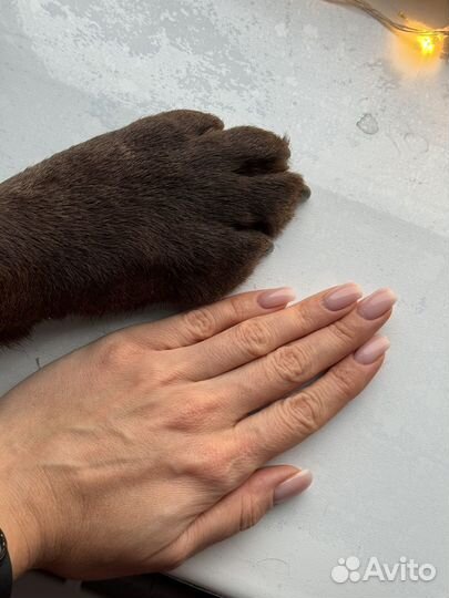 Вязка, шоколадный лабрадор