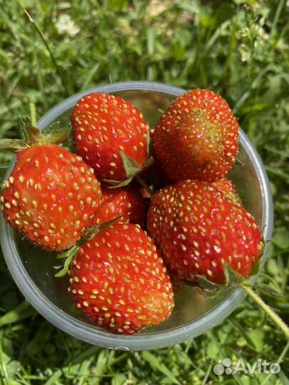 Клубника ягода