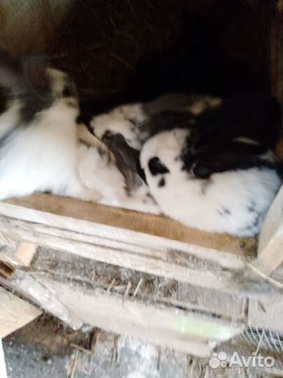 Продам кроликов