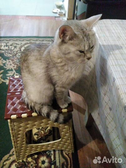 Кошки