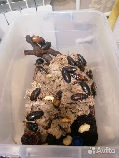 Мадагаскарские тараканы