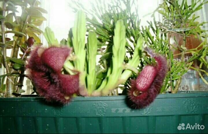 Красивый комнатный цветок