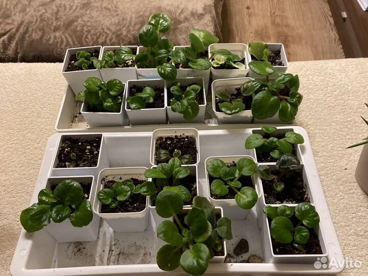 Комнатные растения в горшках