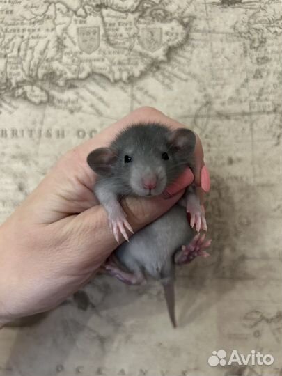 Ручные Крысята Дамбо