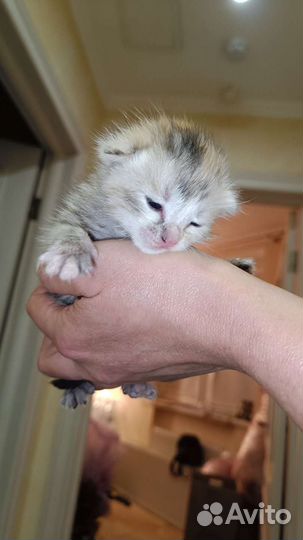 Отдам в добрые руки