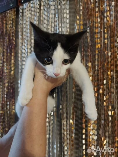 Мальчик котенок 3 месяца бесплатно