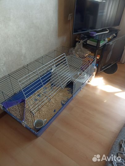 Морская свинка