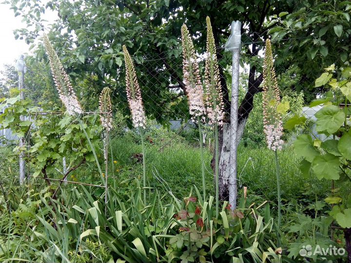 Многолетники