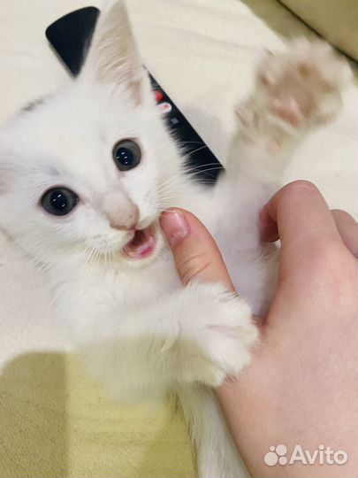 Котенок ищет дом