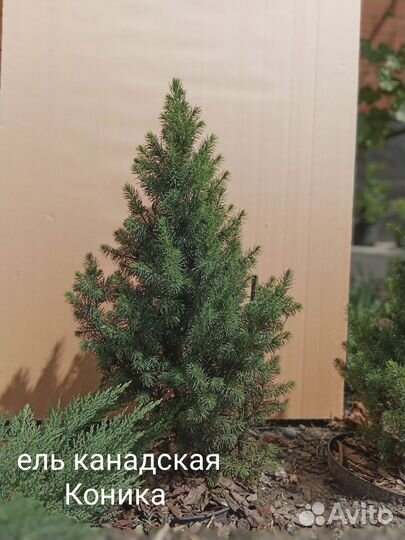 Ели, кипарисовики