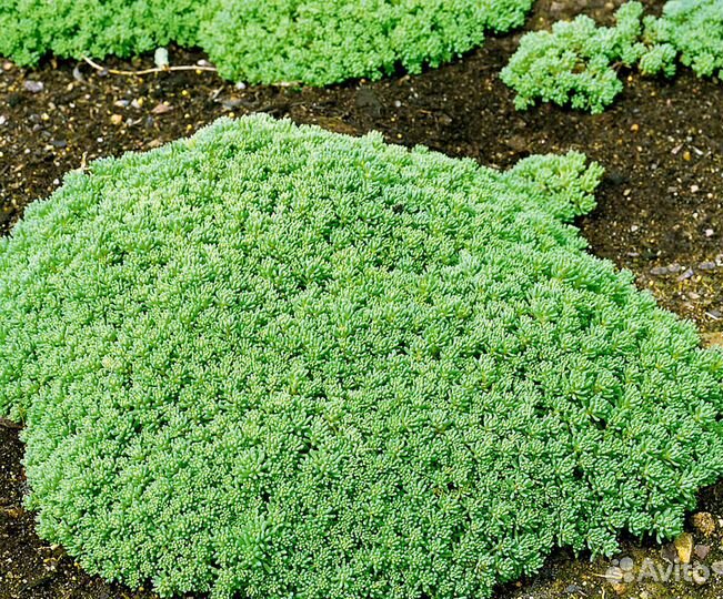 Набор почвопокровных растений