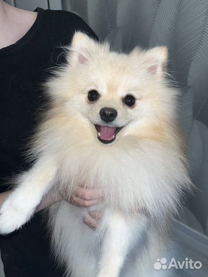 Померанский шпиц