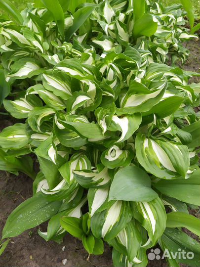 Хоста растение