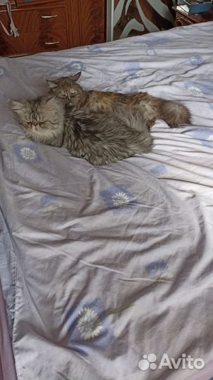 Очаровательный Котейка персидский
