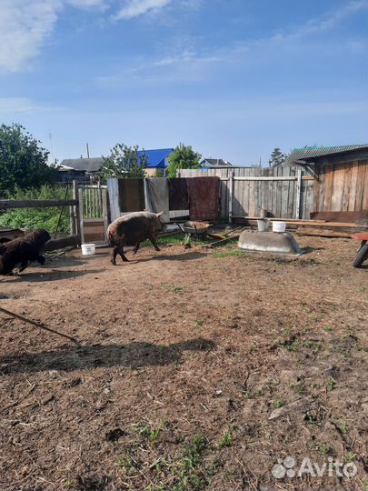 Корова дойная с бычком, телка, боров на племя