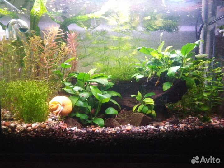 Аквариумные растения