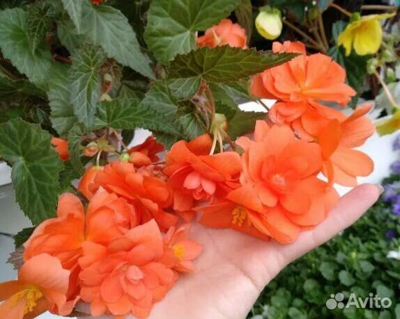 Бегония ампельная